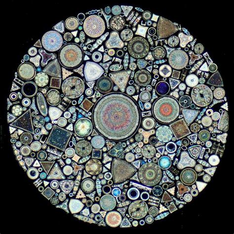 14 best Victorian Diatom Art images on Pinterest | Mandalas, Fractals and Nature