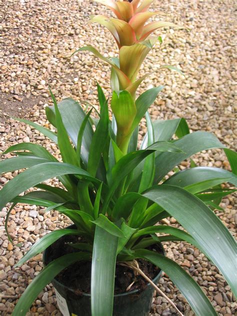 Propagate bromeliads with pups