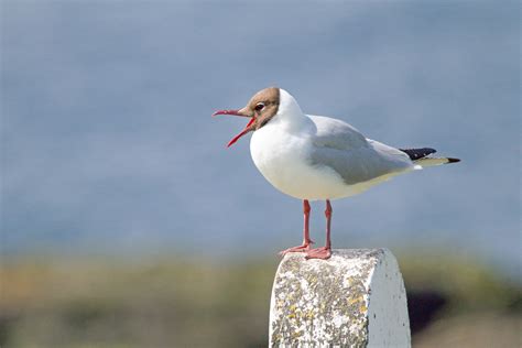 Black-headed Gull | Audubon Field Guide