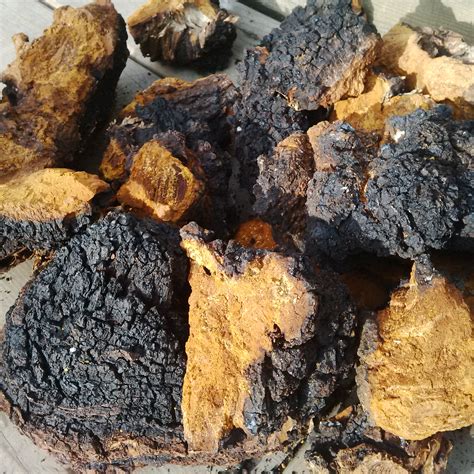 Chaga Mushroom Chunks 2 oz – Cheryl Millett