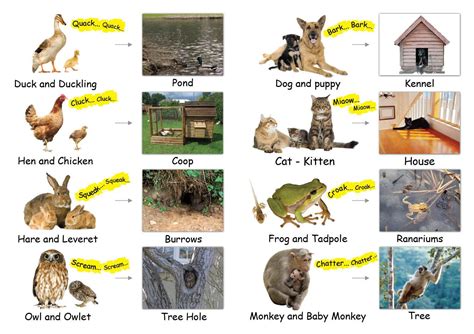 List Of Animals And Their Habitats