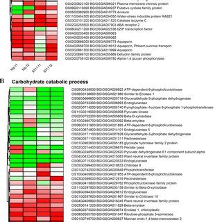 KEGG analysis of DEGs accumulated pathways shared in japonica and... | Download Scientific Diagram