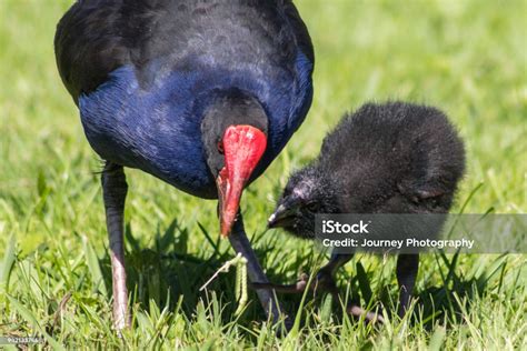 Mother Feeding Baby Pukeko Stock Photo - Download Image Now - Animal, Australasian Swamphen ...