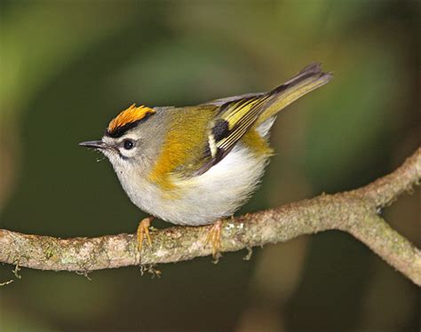 Madeira Firecrest | Birds Wiki | Fandom