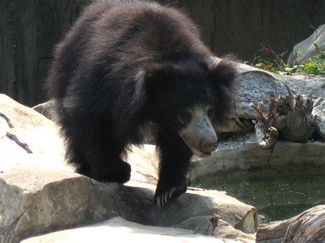 File:Sloth bear 1.jpg - Wikipedia, the free encyclopedia