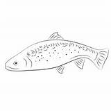 Trouts Coloring Pages For Kids Printable Free Download  sketch template