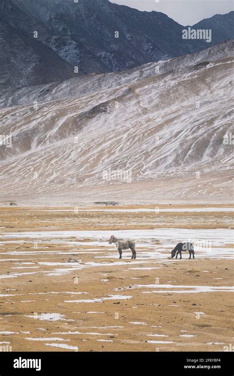 Puga, hot water springs, Ladakh, Jammu and Kashmir, India Stock Photo - Alamy