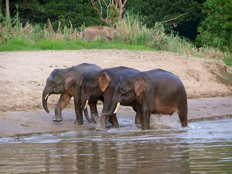 The Biggest Animals Kingdom: Borneo Elephant