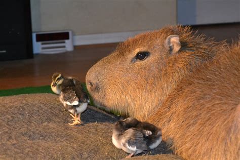 Duck Tapes (with Capybara) | Dobby the Capybara