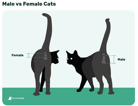 How to Tell if a Cat Is Male or Female: 3 Vet-Approved Ways | Hepper