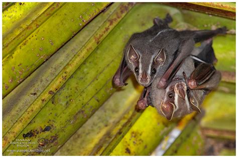 Featured Species: Tent-making Bat (Uroderma bilobatum)