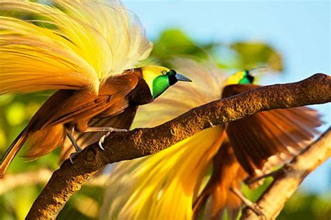 Bahasa Inggris Burung Cendrawasih - Pendidikan Ahli