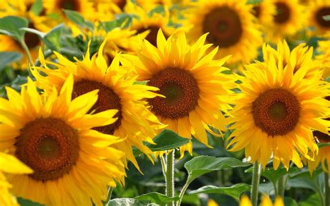 La culture du tournesol est-elle écologique