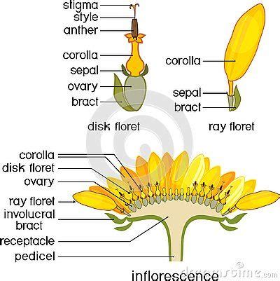 Structure of Flower of Sunflower in Cross Section. Structure of Ray Zygomorphic and ...