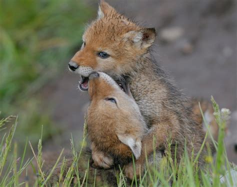 Fy Nyth...: Coyote Puppies!