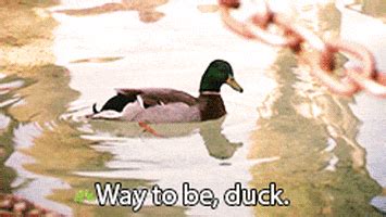 Duck Swimming GIF - Find & Share on GIPHY