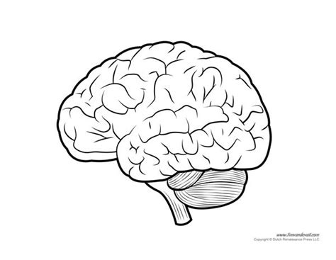 Human Brain Diagram - Labeled, Unlabeled, and Blank