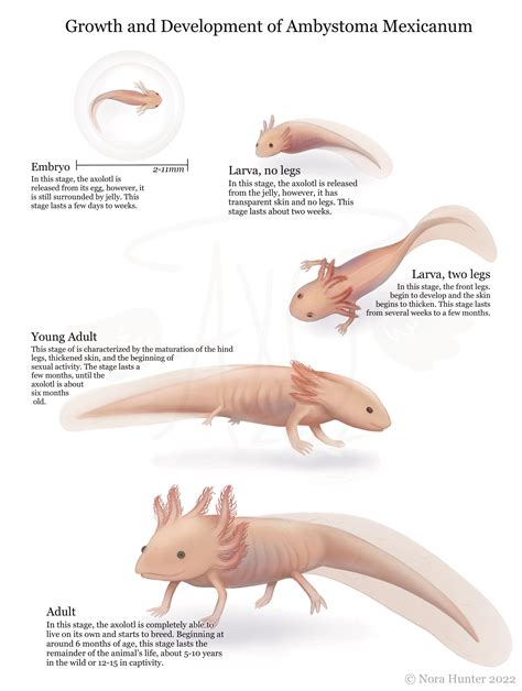 Axolotl life cycle that I made! : r/ScientificArt