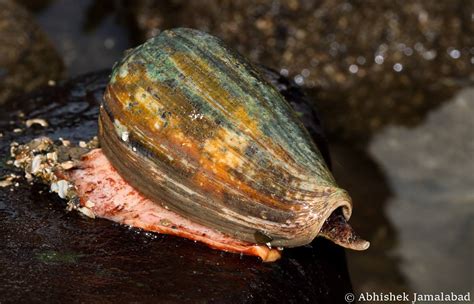 Cone Snail | Marine Life of Mumbai