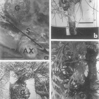 Gall formation in three conifer species. a, Gall caused by strain C58 ...