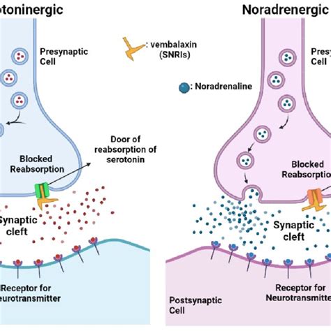 SNRIs mechanism of action | Download Scientific Diagram