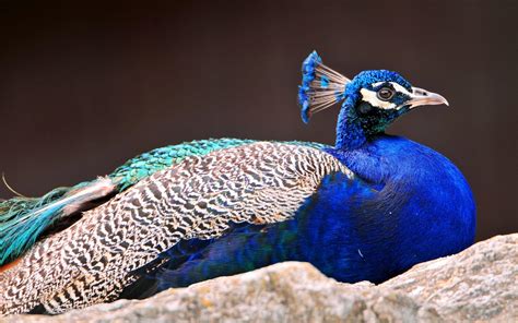 Royal Blue Peacock HD desktop wallpaper : Widescreen : High Definition ...