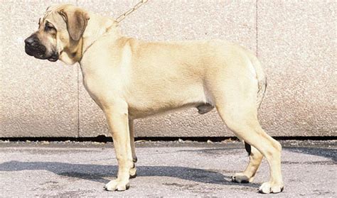 Perro de Presa Canario Breed Information - Vetstreet | Vetstreet