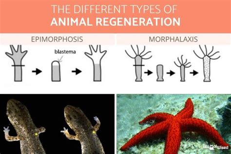 Examples of Regeneration in Animals - Animals That Can Regenerate (with ...