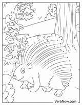 Free PORCUPINE Coloring Pages For Download Printable PDF sketch template