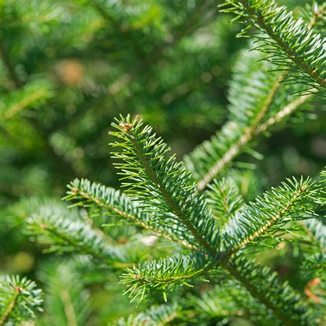 Seeds of Balsam Fir - ABIES BALSAMEA - The Original Garden