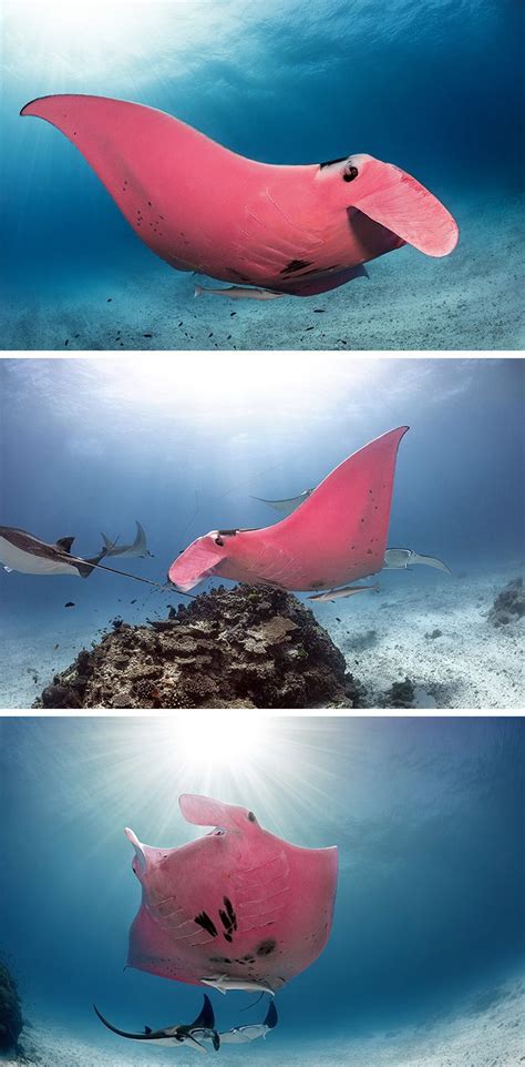 Amazing Underwater Photographs Capture the World's Only Known Pink ...