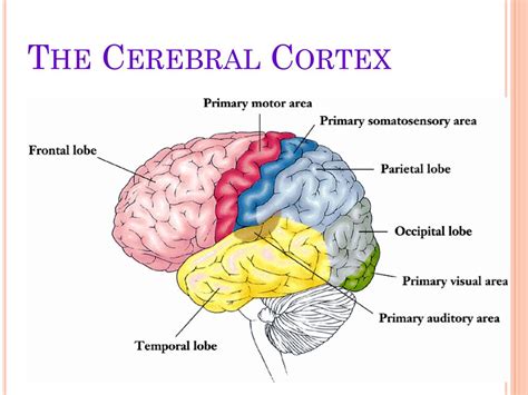 PPT - The Cerebral Cortex PowerPoint Presentation, free download - ID:2139849