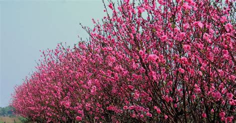 Traditional flowers for Tet holiday - Tet in vietnam