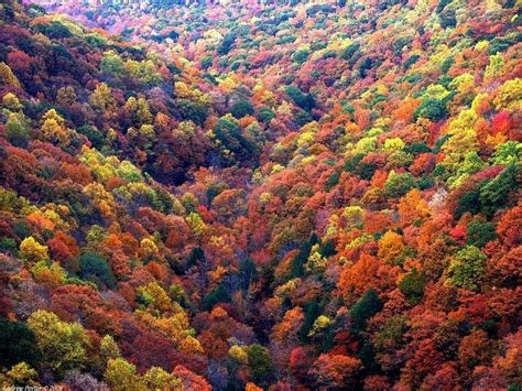 Peak fall foliage in north GA . | Fall Color in North Georgia | Pinterest | Seasons, What's the ...