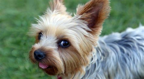 Teacup Yorkies: Miniature, Micro and Toy Yorkshire Terriers (Breed Info ...