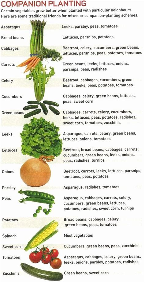 Companion Planting Chart for Vegetables Inspirational 17 Best Images About Garden… | Companion ...