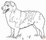 Australian Shepherd coloring page  Free Printable Coloring Pages sketch template