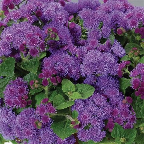 Ageratum ARTIST® Blue - Order Online