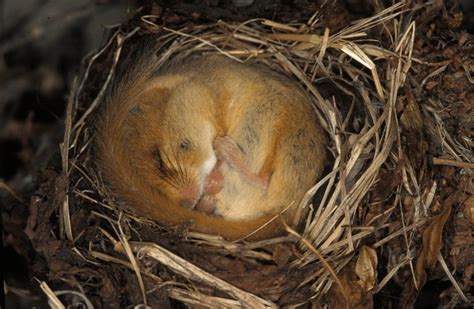 Dormouse Hibernation Royalty-Free Images, Stock Photos & Pictures | Shutterstock