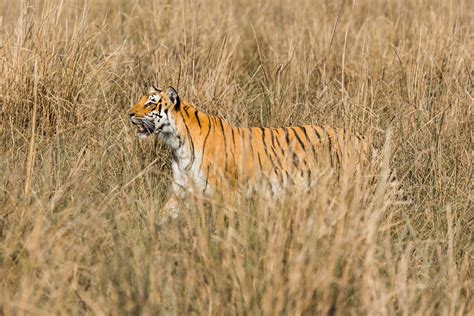 Jim Corbett National Park & Tiger Reserve Uttarakhand | Tourism Info