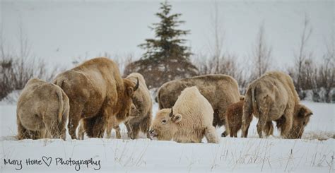 Wildlife in Wyoming - Tales from the Backroad