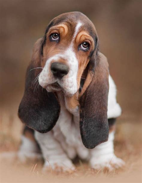 √ 8 Different Types of Beagles You Should to Know | Basset puppies ...