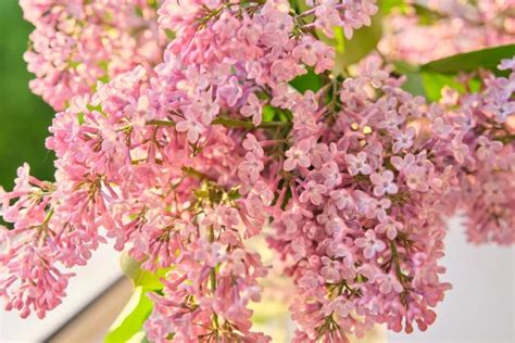 Lilac Flower Meaning: The Symbolism of This Fragrant Plant | Florgeous