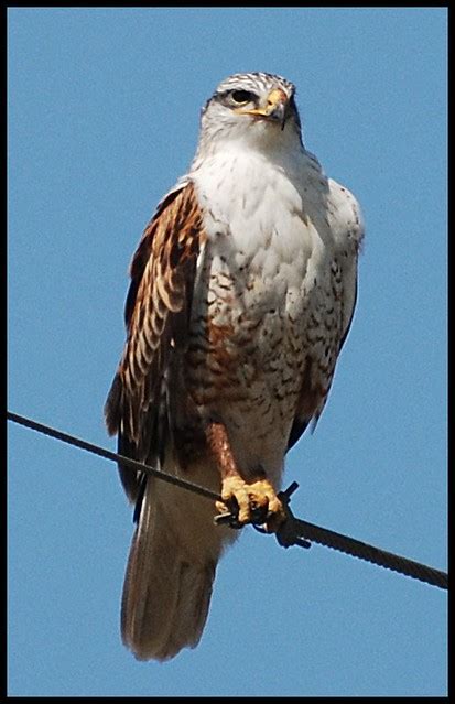 Ferruginous Hawk | This is the largest of the buteos and is … | Flickr