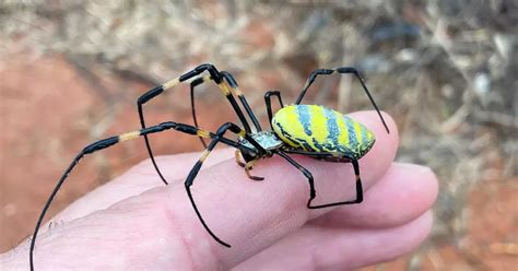 New Jersey: Giant venomous flying spiders with 4-inch legs heading to ...