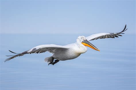 Flying Dalmatian Pelican - Francis J Taylor Photography