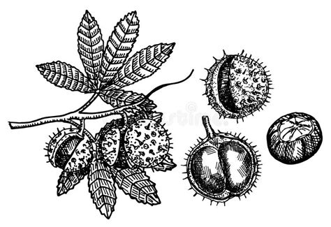 Chestnut Set of Vector Sketches on White Background. Chestnut Leaf and Nuts Drawing Set Stock ...