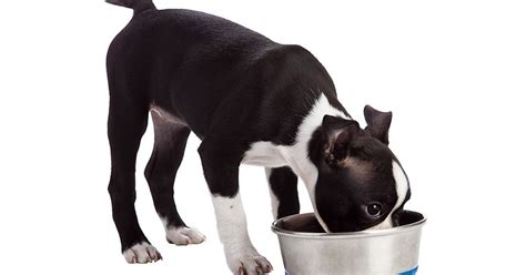 An Easy Way to Prevent Food Aggression in Dogs | Psychology Today