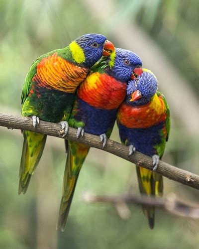 Rainbow Lorikeet - ADAPTATIONS