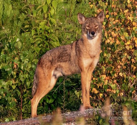 Male Coyote Maine Woods Photograph by Daniel VanWart